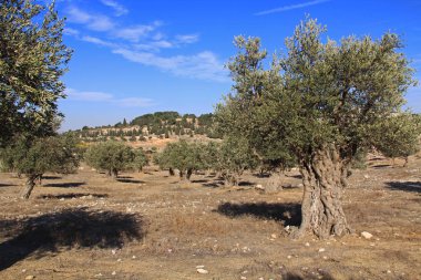 Olgun zeytin ağaçları oteller: Kudüs, İsrail