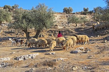 Çoban ve koyun bir Olive Grove