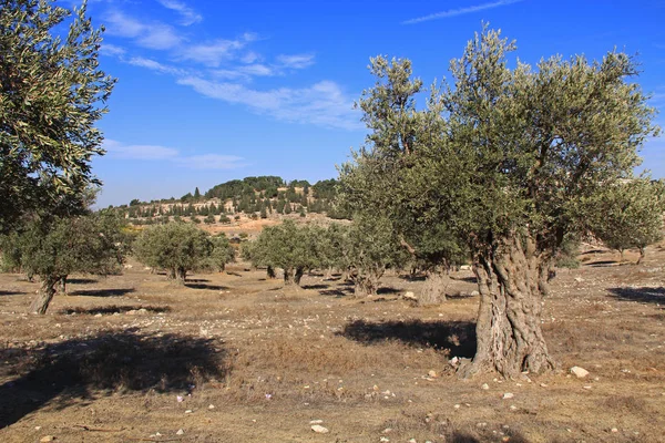 Olgun zeytin ağaçları oteller: Kudüs, İsrail — Stok fotoğraf