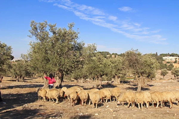 Pastora y oveja en un olivar — Foto de Stock