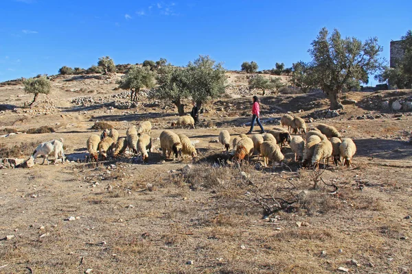 Çoban ve koyun bir Olive Grove — Stok fotoğraf