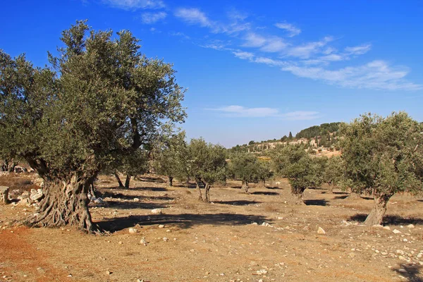 Olgun zeytin ağaçları oteller: Kudüs, İsrail — Stok fotoğraf
