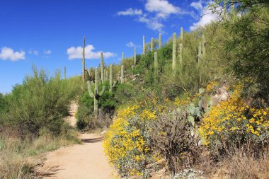 Tucson, az ayı Kanyon Hiking Trail