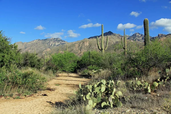 Turistaút vezet a medve Canyon, Tucson, Az — Stock Fotó