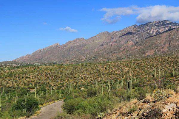 Mountain Road in Bear Canyon in Tucson, AZ — Stock Photo, Image