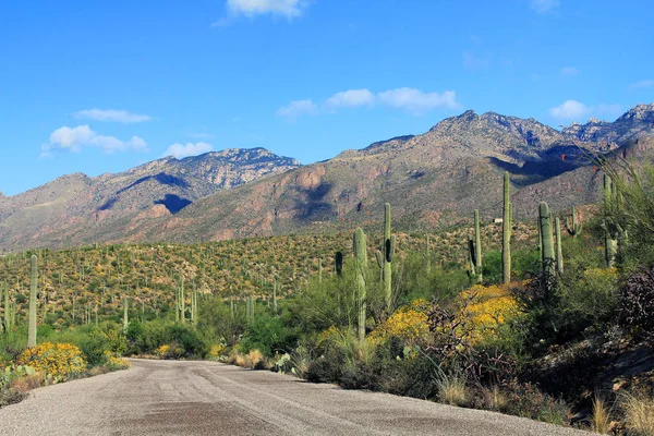 Mountain Road in Bear Canyon in Tucson, AZ — Stock Photo, Image