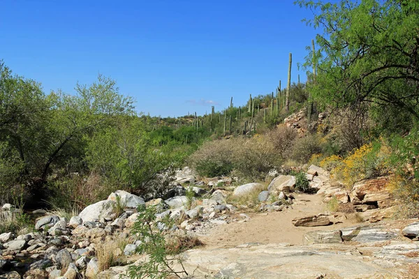 Rugged Hiking Trail in Bear Canyon in Tucson, AZ — Stock Photo, Image