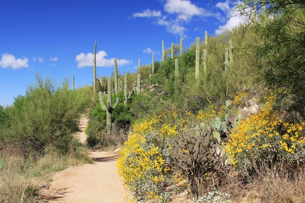 Hiking Trail in Bear Canyon in Tucson, AZ — Stock Photo, Image