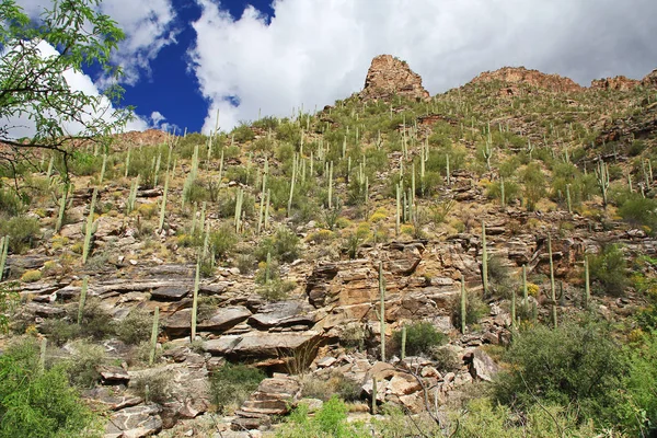 A Mountain of Saguaro in Bear Canyon in Tucson, AZ — Stock Photo, Image