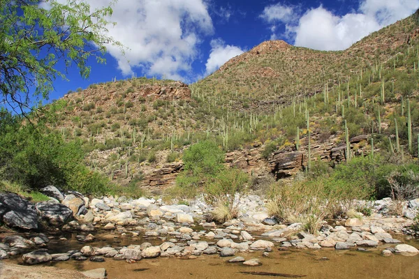 A Mountain of Saguaro in Bear Canyon in Tucson, AZ — Stock Photo, Image