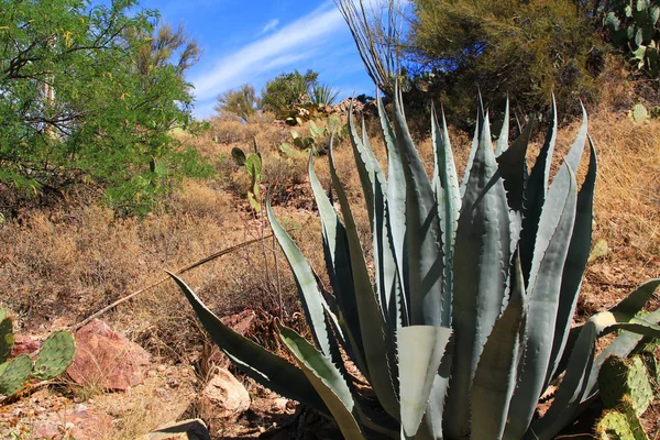 Cactus d'agave dans le parc de montagne Colossal Cave — Photo