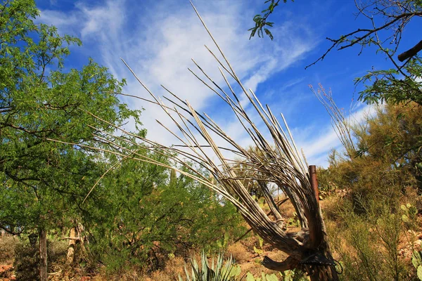 Деревянные ребра мертвого кактуса Сагуаро — стоковое фото