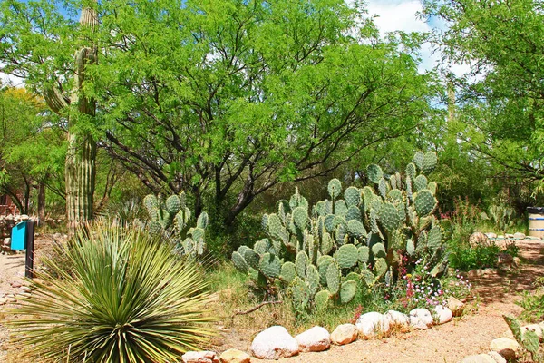 Сад Bfly на ранчо La Posta Quemada в горном парке Colossal Cave — стоковое фото