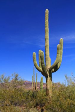 Organ boru kaktüs Ulusal Anıt saguaro kaktüsü