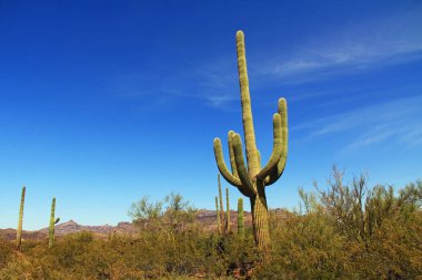 Organ boru kaktüs Ulusal Anıt saguaro kaktüsü