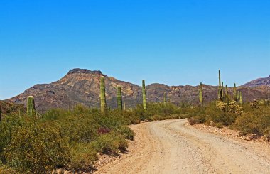 Organ boru kaktüs Ulusal Anıt Tillotson pik
