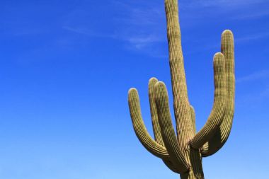 Saguaro kaktüsü silah ve mavi gökyüzü kopya alanı ile