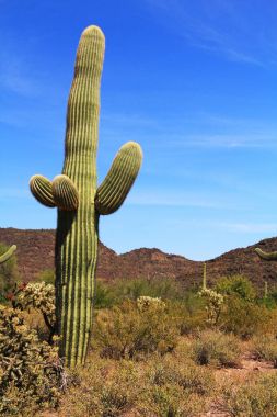 Organ boru kaktüs Ulusal Anıt saguaro kaktüsü