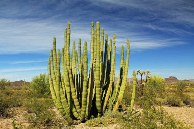 Large Organ Pipe Cactus in Organ Pipe Cactus National Monument clipart