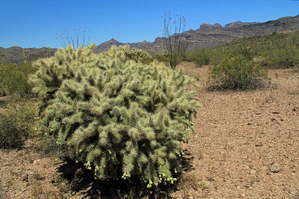 Teddybear Cactus in Organ Pipe Cactus Monumento Nacional — Fotografia de Stock