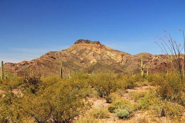 Tillotson csúcs-orgona cső kaktusz nemzeti emlékmű — Stock Fotó