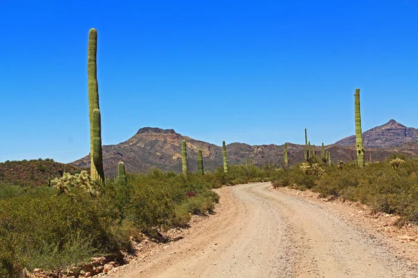 Tillotson Peak in Organ Pipe Cactus National Monument — Stock Photo, Image