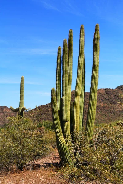 Organ Pipe Cactus in Organ Pipe Cactus National Monument — Stock Photo, Image