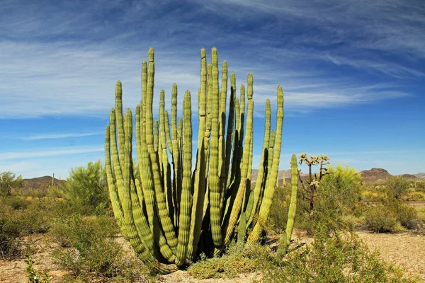 Großer Orgelpfeifen-Kaktus in Orgelpfeifen-Kaktus Nationaldenkmal — Stockfoto