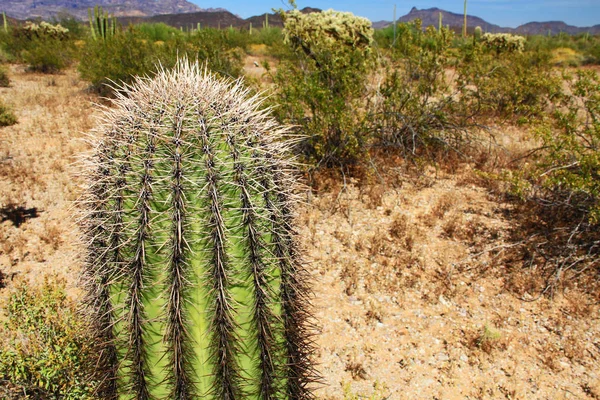 Kleiner Saguaro-Kaktus in Orgelpfeifen-Kaktus Nationaldenkmal — Stockfoto