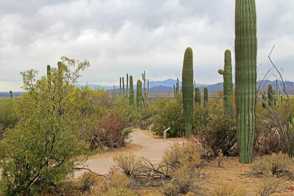 Lándzsa Saguaro kaktusz kanyargós ösvényen — Stock Fotó