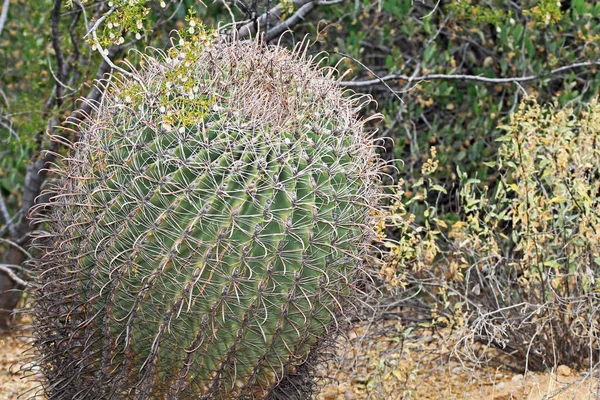Kanca varil kaktüs Arizona