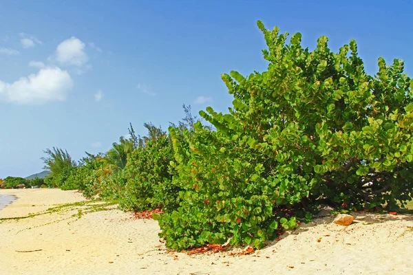 Deniz üzüm ağaçları boyunca bir Antigua Beach
