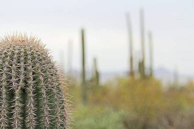 Bir Saguaro kaktüs kopya alanı ile yakın çekim