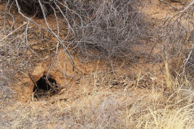 Hayvan yuva Sonoran Çölü'nde