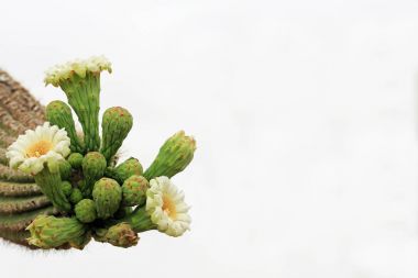 Bir Saguaro kaktüsü beyaz gökyüzü kopya alanı ile üst