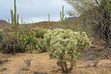 Teddybear Cholla kaktüsü Sonoran Çölü'nde