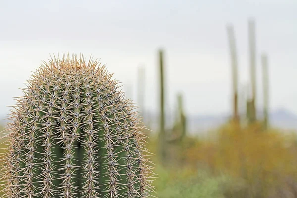 Nahaufnahme eines Saguaro-Kaktus mit Kopierraum — Stockfoto