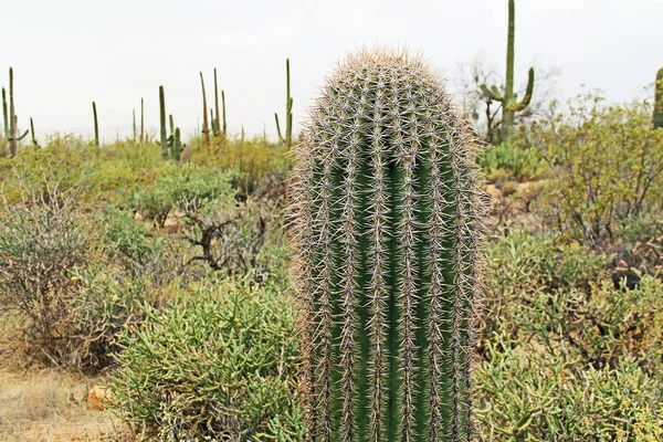 Fechar de um cacto Saguaro com espaço de cópia — Fotografia de Stock