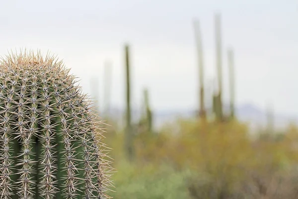 Nahaufnahme eines Saguaro-Kaktus mit Kopierraum — Stockfoto