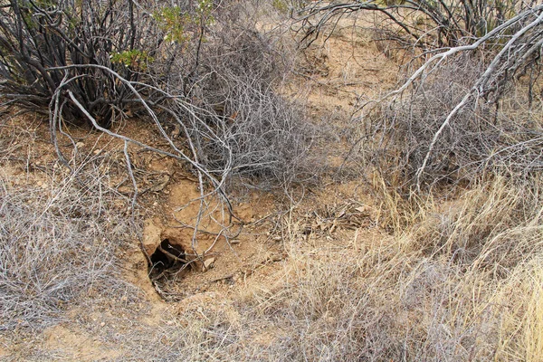 Animal Burrow no Deserto de Sonora — Fotografia de Stock