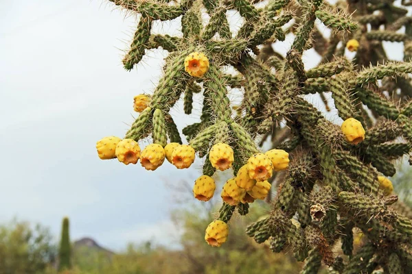 Gelbe Früchte auf einer Zuckerrohrcholla in der Sonora-Wüste — Stockfoto