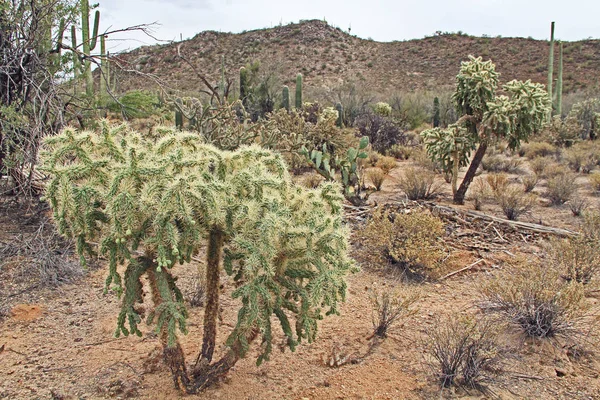 Teddybär-Cholla-Kaktus in der Sonora-Wüste — Stockfoto