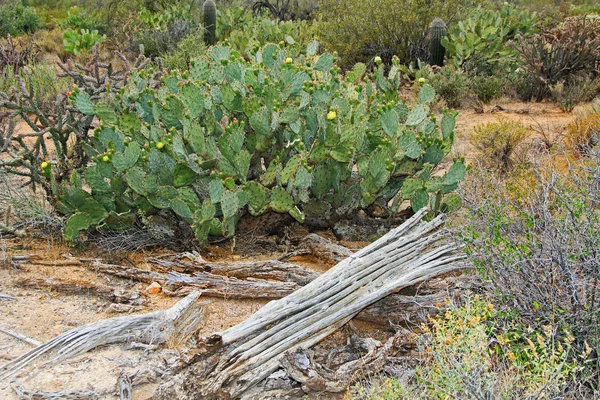 Колючий грушевый кактус и деревянные ребра Сагуаро — стоковое фото