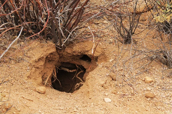 Burrow animal en el desierto de Sonora — Foto de Stock