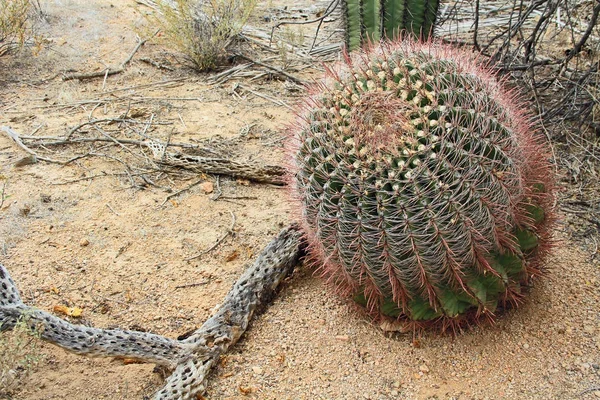 Fischhaken-Fasskaktus in arizona — Stockfoto