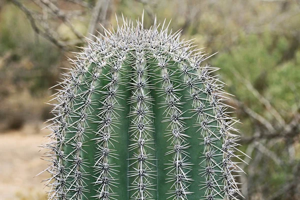 Nahaufnahme eines Saguaro-Kaktus mit Kopierraum — Stockfoto