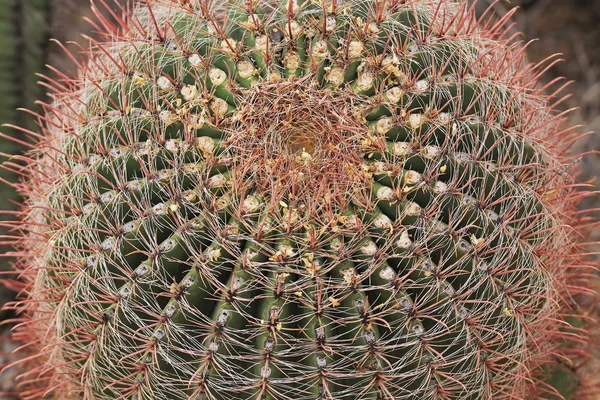 Arizona'da bir kanca varil kaktüs taç — Stok fotoğraf