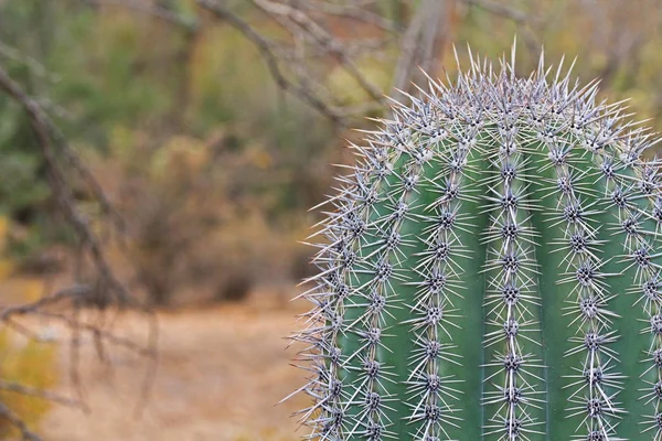 Close up of a Saguaro Cactus with Copy Space — Stock Photo, Image