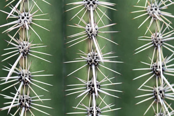 Close up de espinhas de cacto Saguaro — Fotografia de Stock