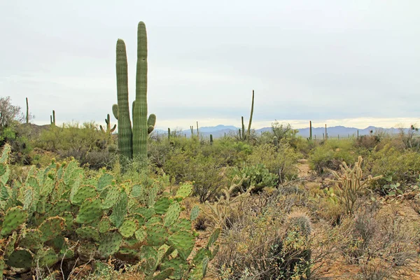 Vegetation in the Sonoran Desert in Saguaro National Park — Stock Photo, Image